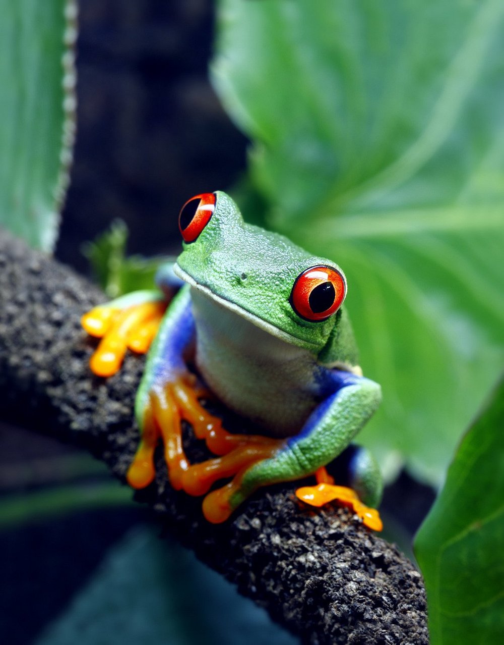 Rainforest Adventures Discovery Zoo