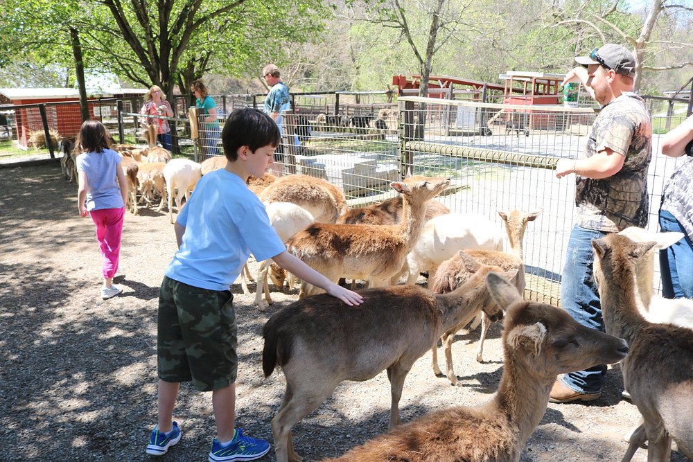 Smoky Mountain Deer Farm
