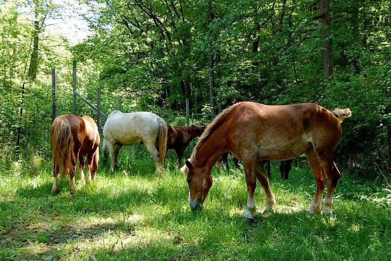 Smoky Mountain Deer Farm